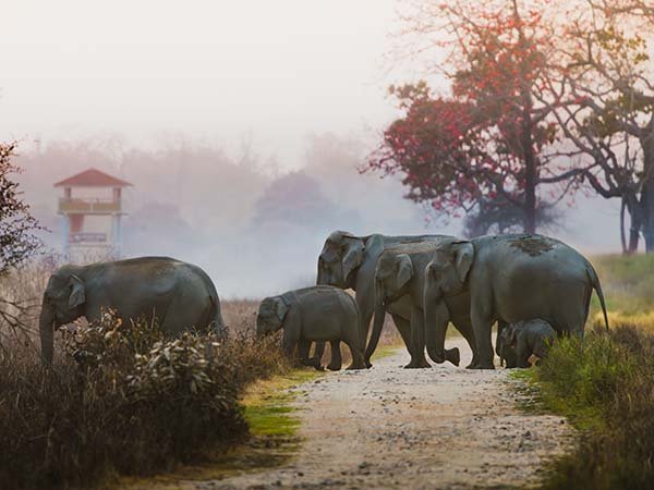 Kaziranga