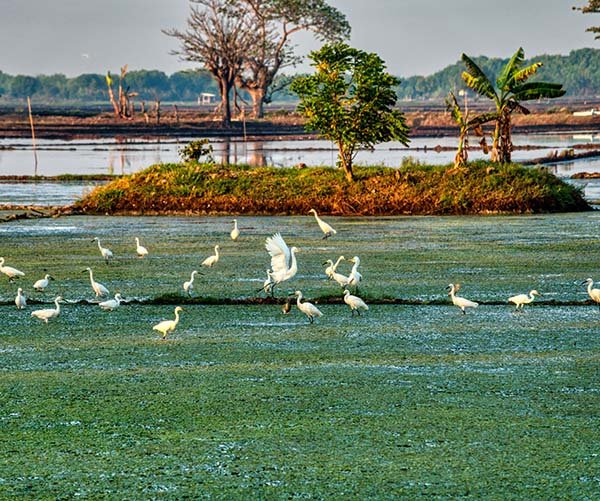Majuli River Island