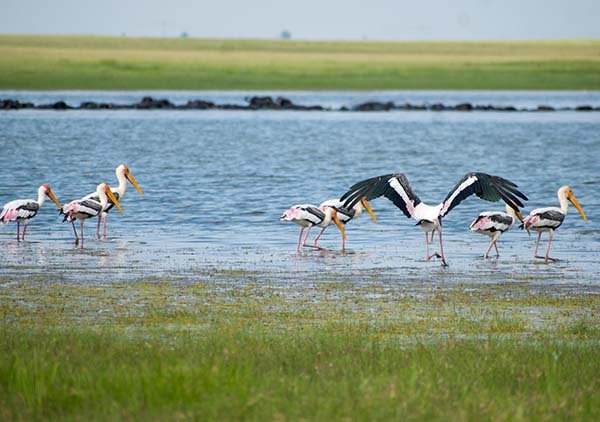 Manas National Park