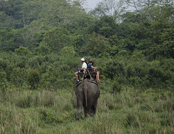 Pobitora Wildlife